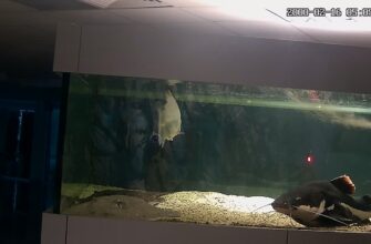 Аквариум в Светлогорске