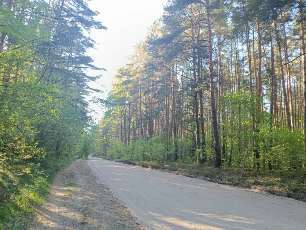 Балтийский лес
