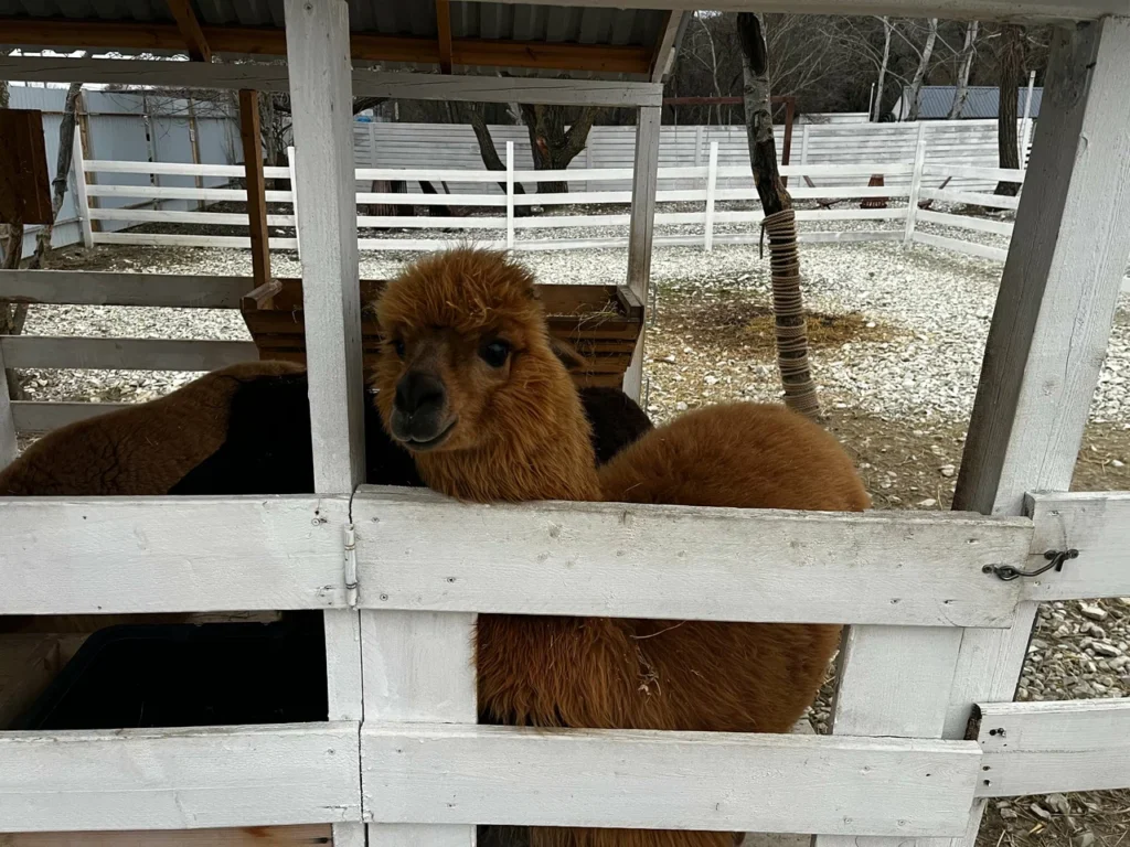Ферма Альпак