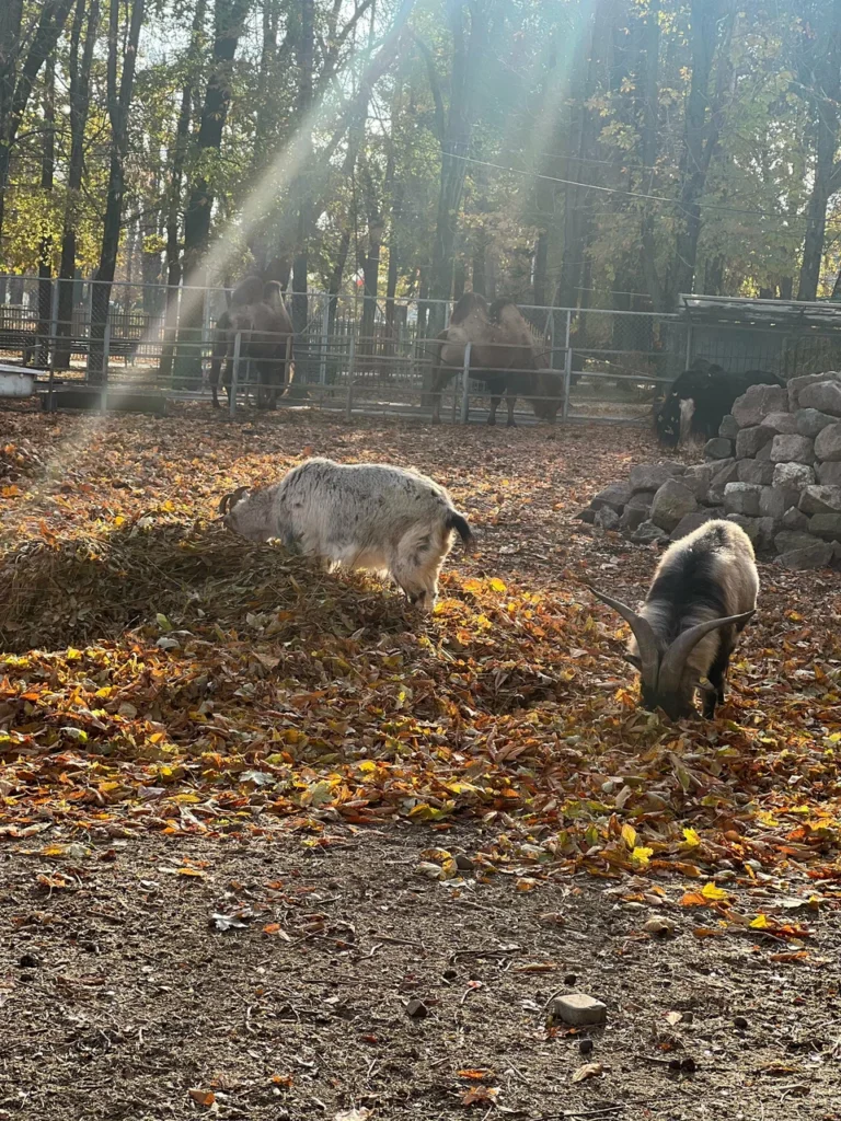Каневской зооцентр