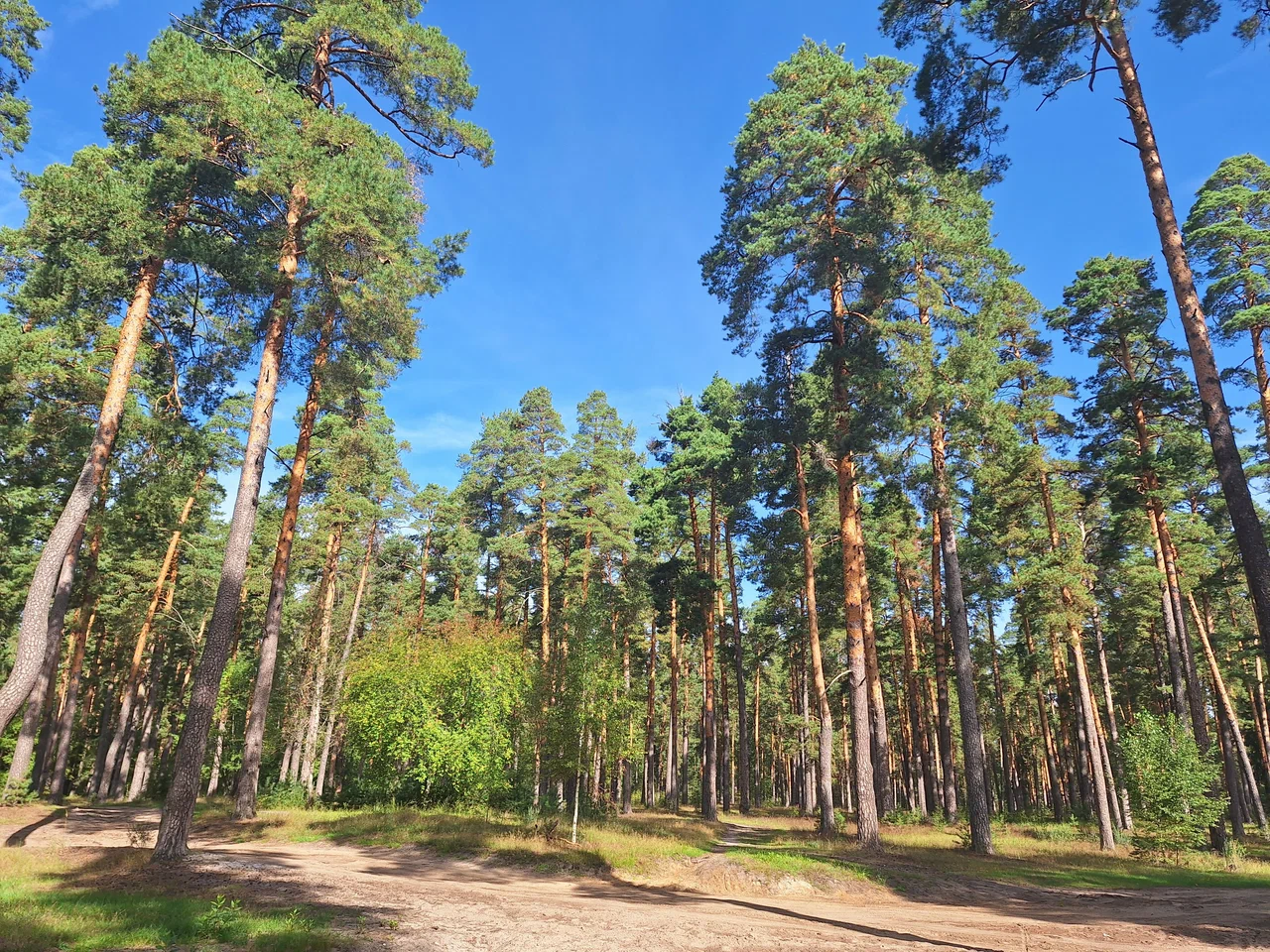 Баринова роща